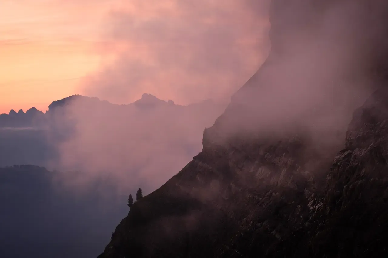 Mountain Tree