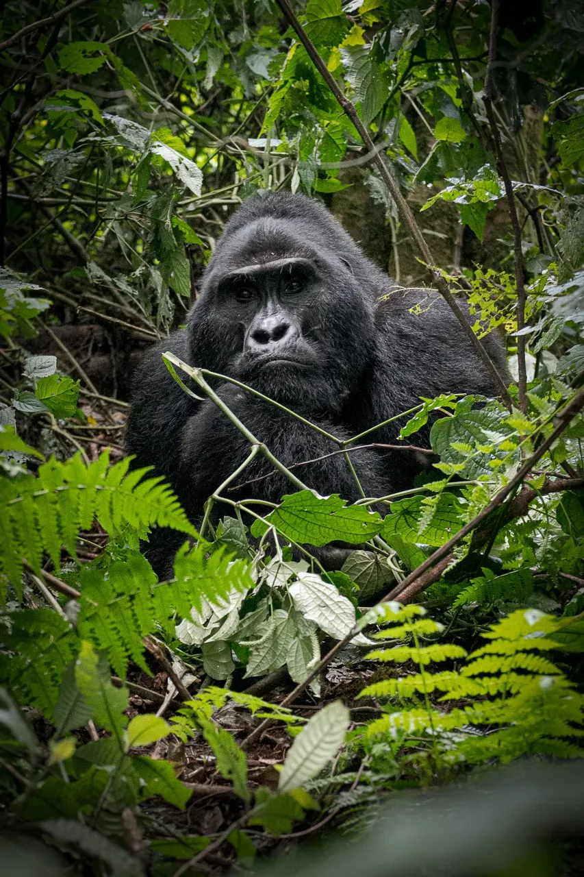 Gorilla Gaze