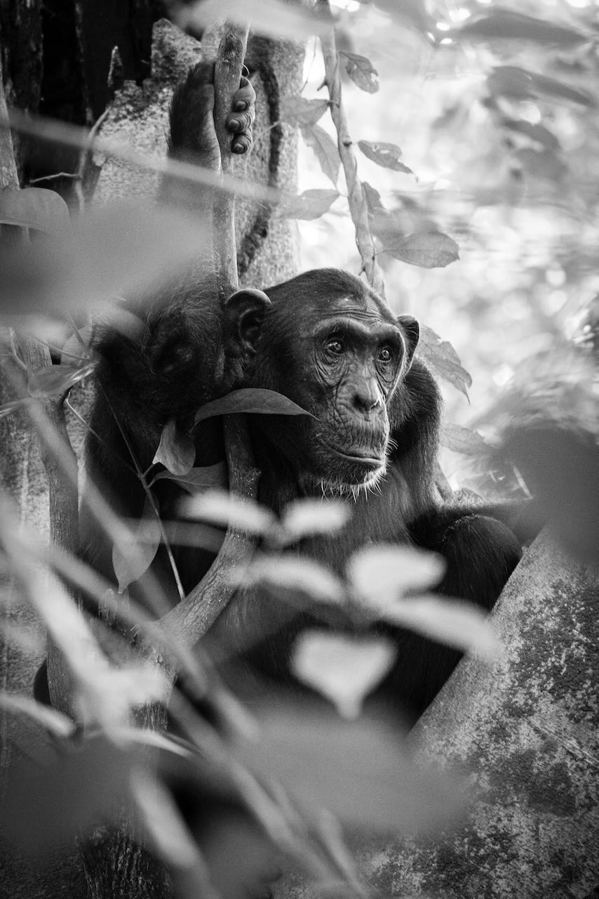 The Chimpanzee’s Look